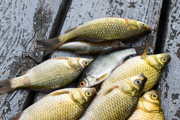 Eyes and scales of river fish, roach and crucian carp lie on wooden planks, top view