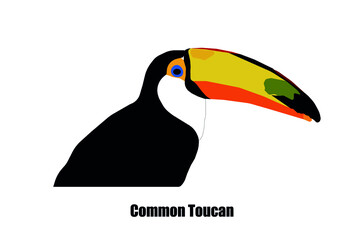 The common or toco toucan vector on white background (Ramphastos toco) 