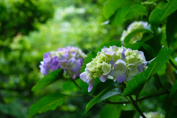 瑞々しいアジサイ