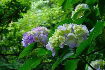 瑞々しいアジサイ