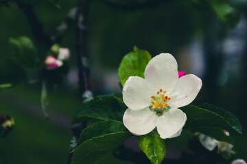 Obraz premium pink and white flower