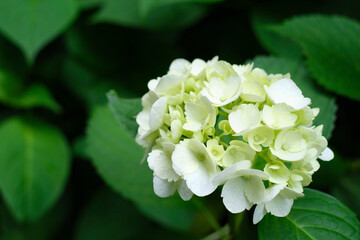 瑞々しいアジサイ