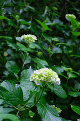 瑞々しいアジサイ