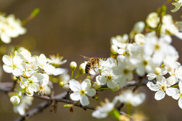 Bee on a flower of the white cherry blossoms. White flowers bloom in the trees. Spring landscape with blooming sakura tree. Beautiful blooming garden on a sunny day. Copy space for text.