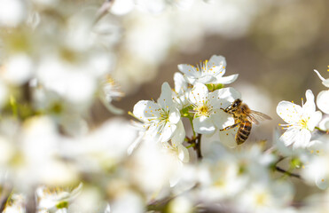 Bee on a flower of the white cherry blossoms. White flowers bloom in the trees. Spring landscape with blooming sakura tree. Beautiful blooming garden on a sunny day. Copy space for text.