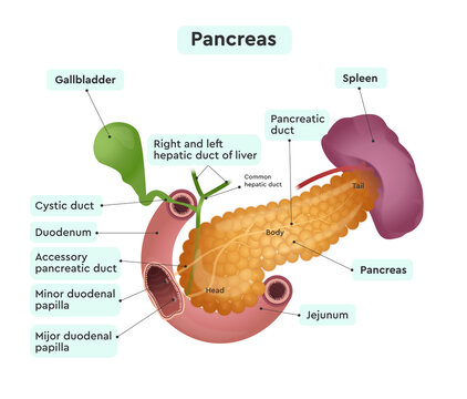 Anatomy of the pancreas. The structure of human organs
