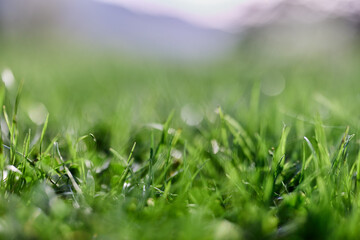 Green grass in spring, close-up photo