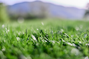 Spring young lawn grass, illuminated by sunlight. The energy of life, a healthy planet 