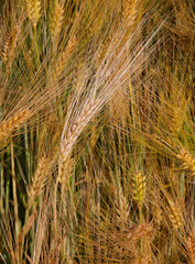 golden ears of wheat symbol of fertility in the field in summer