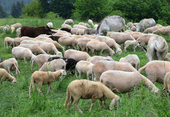 flock with many white shorn sheep without fleece after shearing and two donkeys on the green meadow in the mountains