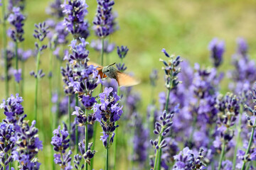 Naklejka premium hummingbird hawk-moth. with a long trunk to suck the nectar from lavender flowers while it remains in flight, flapping its wings very quickly
