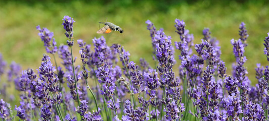 flight of a little butterfly called hummingbird hawk moth while sucking nectar from the lavender...
