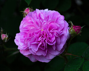 Beautiful pink blooming tea rose with buds isolated on black background. Close-up shot.