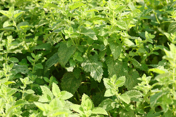 many green leaves of MELISSA also called lemon balm is an aromatic plant widely used in Mediterranean cuisine to flavor dishes