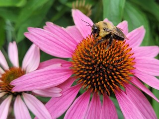 Bee on a flower