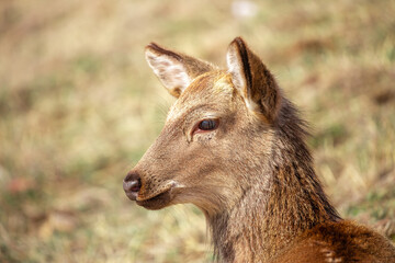 Beautiful spotted deer in the mountains against the background of green grass and snow. Fairytale spring landscape with wild animals.