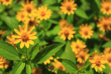 Yellow butter daisy flowers or Melampodium paludosum