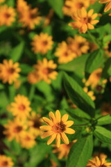 Yellow butter daisy flowers or Melampodium paludosum