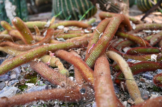 golden rat tail cactus or Cleistocactus winteri is a succulent of the family Cactaceae growing in garden
