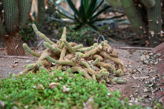 efeu hecke anlegen Hecke am laufenden Meter Efeu