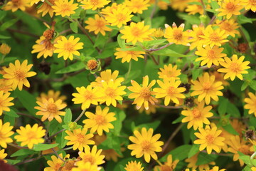 Yellow butter daisy flowers or Melampodium paludosum