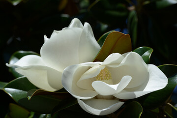 Flower of Magnolia grandiflora (Southern magnolia)