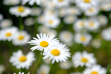 Selective focus on daisy flower, flowering wild chamomile - camomile, beautiful nature in spring
