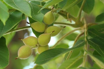 たくさんの青葉の中、丸く育ってきた赤みのある毛に覆われたオニグルミの果実。少し引いたアップ画像