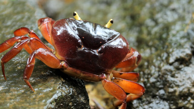 Close Up Of River Crab