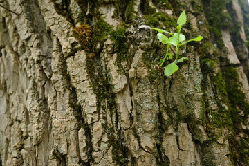 Young branch with leaves grow right through the bark of the tree. New begining concept.