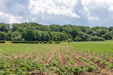 Fototapeta na wymiar Landscape of a Dutch potato field, furrows with growing plants, lush green trees on a blurred background, sunny spring day with clouds in the sky in South Limburg, the Netherlands