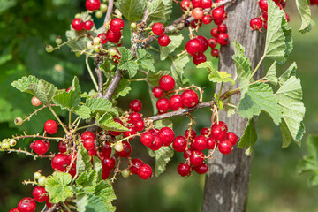 Close-up of bunches of red currants ripening on a plant in a garden 