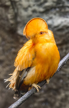 Guianan Cock Of The Rock. Rupicola Rupicola