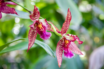 Orchid flower, rare species