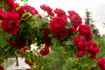 Red climbing rose bush - obrazy, fototapety, plakaty