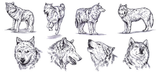 black and white set engrave ink draw isolated wolf set - obrazy, fototapety, plakaty