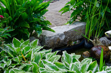 Landscaping with small pond. Landscape design of home garden close-up. Pond edge decoration