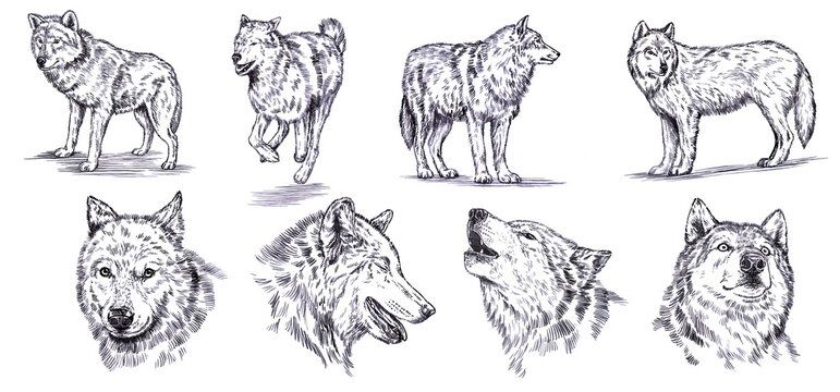 black and white set engrave ink draw isolated wolf set