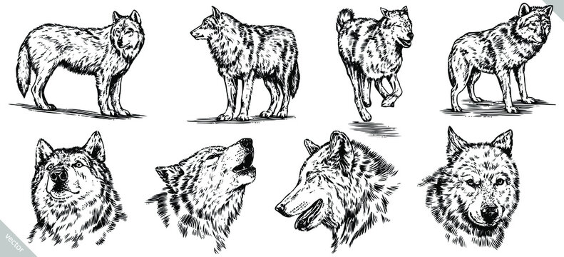 black and white set engrave ink draw isolated wolf vector set