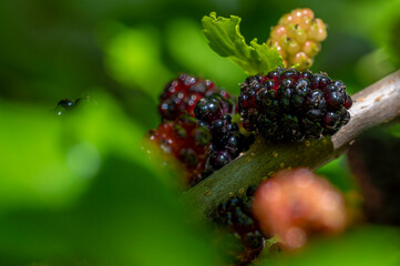Close up of mulberries hanging in clusters on a bush ready to be harvested.