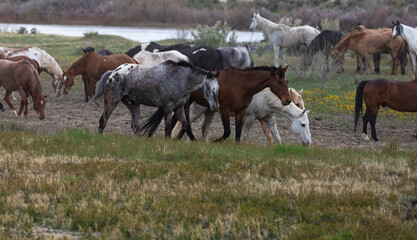 Herd of western ranch horses in the spring.