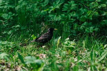 bird in the grass