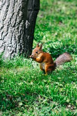 squirrel in the forest