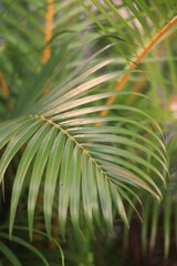close up of a palm tree