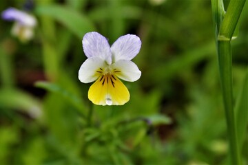 Fototapeta premium white and yellow flowers