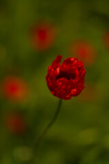 Obraz premium flower