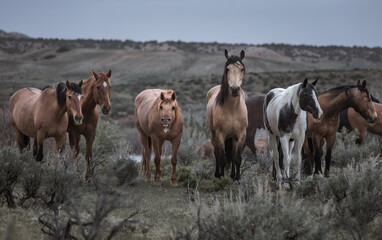 Herd of western ranch horses in the spring.