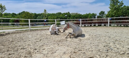 white horses resting