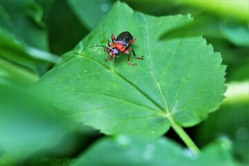 bug on leaf