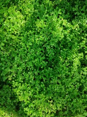 Fototapeta na wymiar Small leaf fern. Green background with green tropical leaves